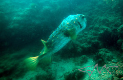 Dicotylichthys punctulatus