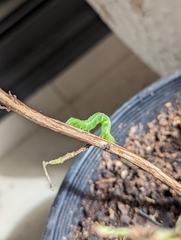 Chrysodeixis subsidens