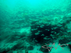 Ambassis jacksoniensis