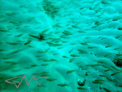 Ambassis jacksoniensis