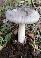 Amanita constricta