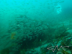 Ambassis jacksoniensis