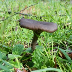 Pseudoclitocybe