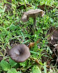 Pseudoclitocybe