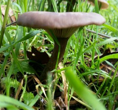 Pseudoclitocybe