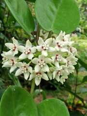 Hoya