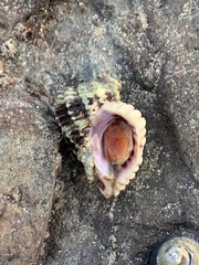 Paciocinebrina circumtexta