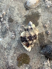 Paciocinebrina circumtexta