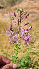 Cleome oxyphylla