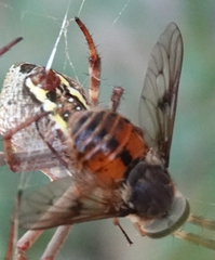 Pangonius