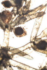 Nitella hyalina