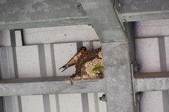 Hirundo rustica erythrogaster