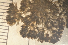 Nitella hyalina