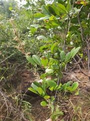 Derris scandens