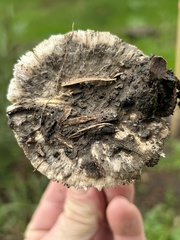 Leucoagaricus amanitoides
