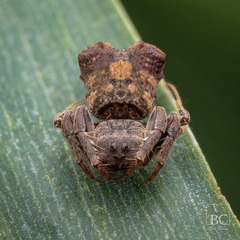 Arkys dilatatus