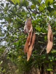 Derris scandens