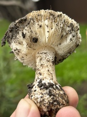 Leucoagaricus amanitoides