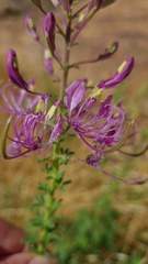Cleome oxyphylla