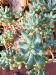 Sedum pachyphyllum