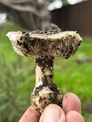 Leucoagaricus amanitoides