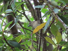 Andropadus importunus