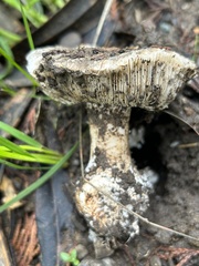 Leucoagaricus amanitoides