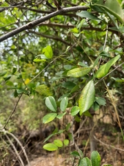 Derris scandens
