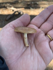 Pholiota spumosa