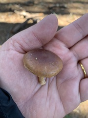 Pholiota spumosa