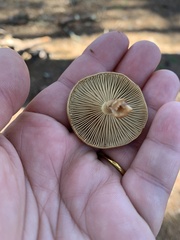 Pholiota spumosa