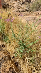 Cleome oxyphylla