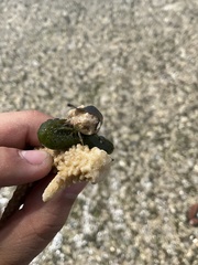 Pseudosquilla ciliata