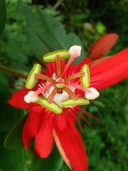 Passiflora miniata × vitifolia
