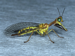 Spaminta minjerribae