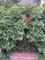 Heptapleurum arboricola