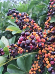 Heptapleurum arboricola