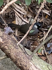 Pterorhinus chinensis