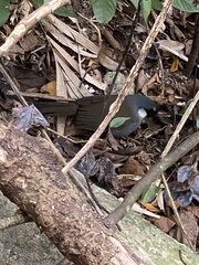 Pterorhinus chinensis