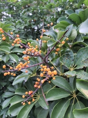 Heptapleurum arboricola