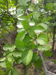Canthium coromandelicum