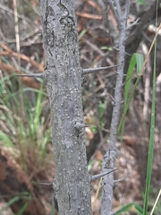 Canthium coromandelicum