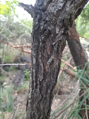 Canthium coromandelicum