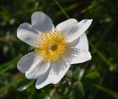 Rosa laevigata