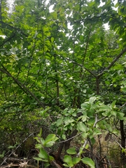 Canthium coromandelicum