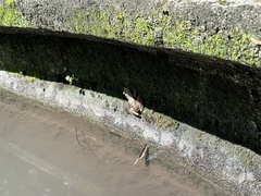 Chalcorana chalconota