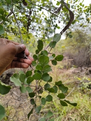 Dolichandrone falcata
