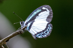 Psychonotis caelius