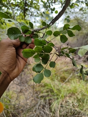 Dolichandrone falcata