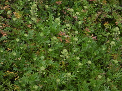 Lepidium lasiocarpum